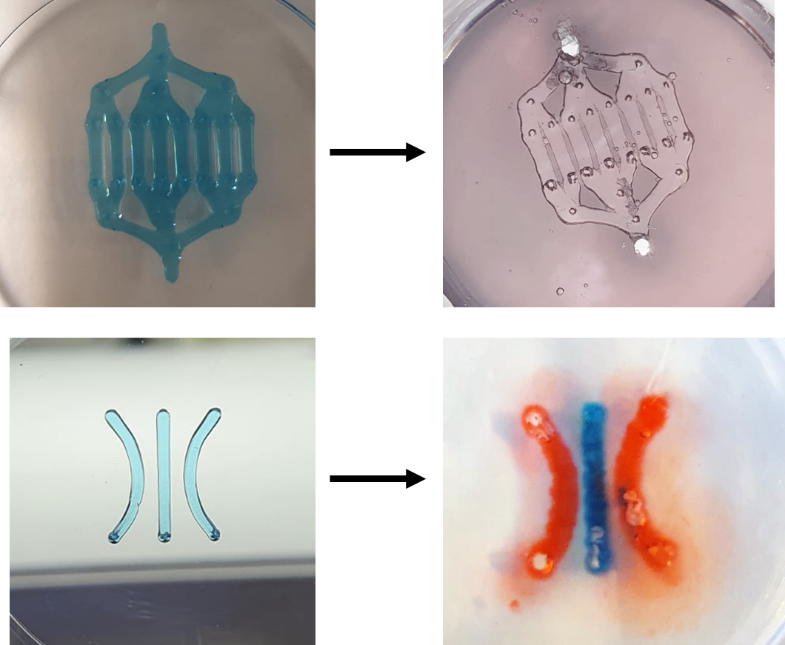 This figure displays the printing of sacrificial channels. On top, there is a vasculature-like structure, which is removed from the structure at the end, and on bottom, three channels printed, which can be considered as a model for drug screening, or cell culture